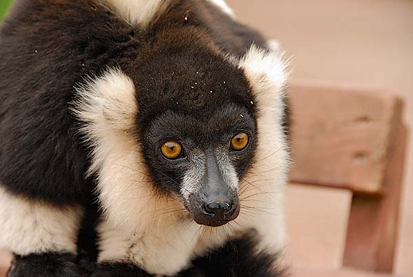 Black-and-white Ruffed Lemur